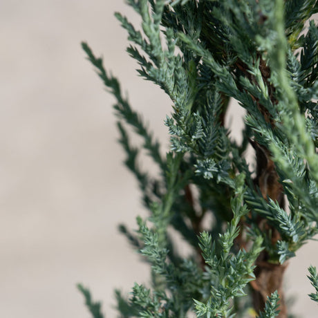 Close-up of Blue Arrow Juniper foliage showing dense, blue-green scale-like leaves along upright branches.
