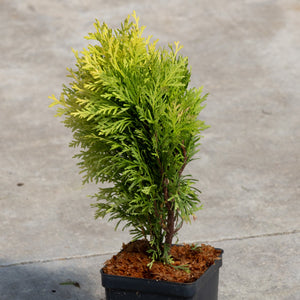 Amber Glow Dwarf Arborvitae in a quart container showing golden-yellow and green feathery foliage on a concrete surface.
