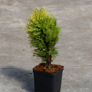 Amber Glow Dwarf Arborvitae in a black nursery pot showing golden-tipped green foliage on a concrete surface.