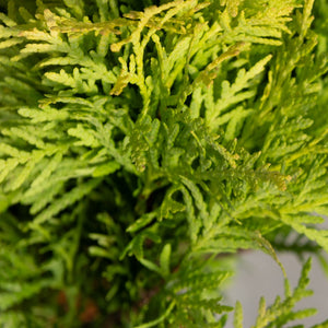 Close-up of Amber Glow Dwarf Arborvitae showing dense, feathery green and yellow-tipped foliage sprays.