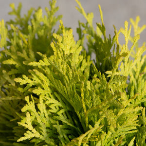 Close-up of Amber Glow Dwarf Arborvitae showing bright yellow-green scale-like foliage on dense upright sprays.