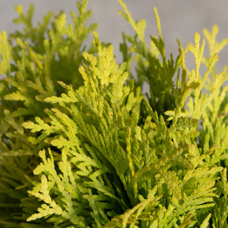 Close-up of Amber Glow Dwarf Arborvitae showing bright yellow-green scale-like foliage on dense upright sprays.