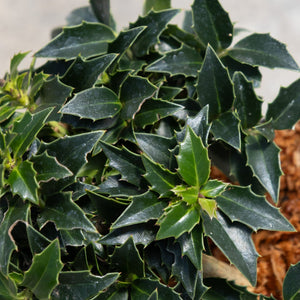 Close-up of Rock Garden Dwarf Holly showing dense, dark green spiny leaves with sharp serrated edges.