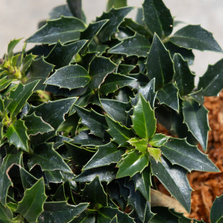 Close-up of Rock Garden Dwarf Holly showing dense, dark green spiny leaves with sharp serrated edges.