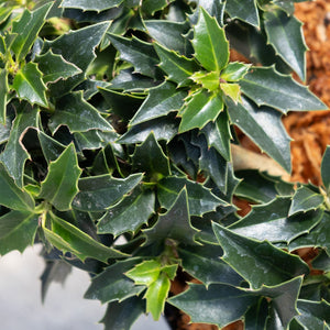 Close-up of Rock Garden Dwarf Holly showing dense, glossy dark green spiny leaves with serrated edges.