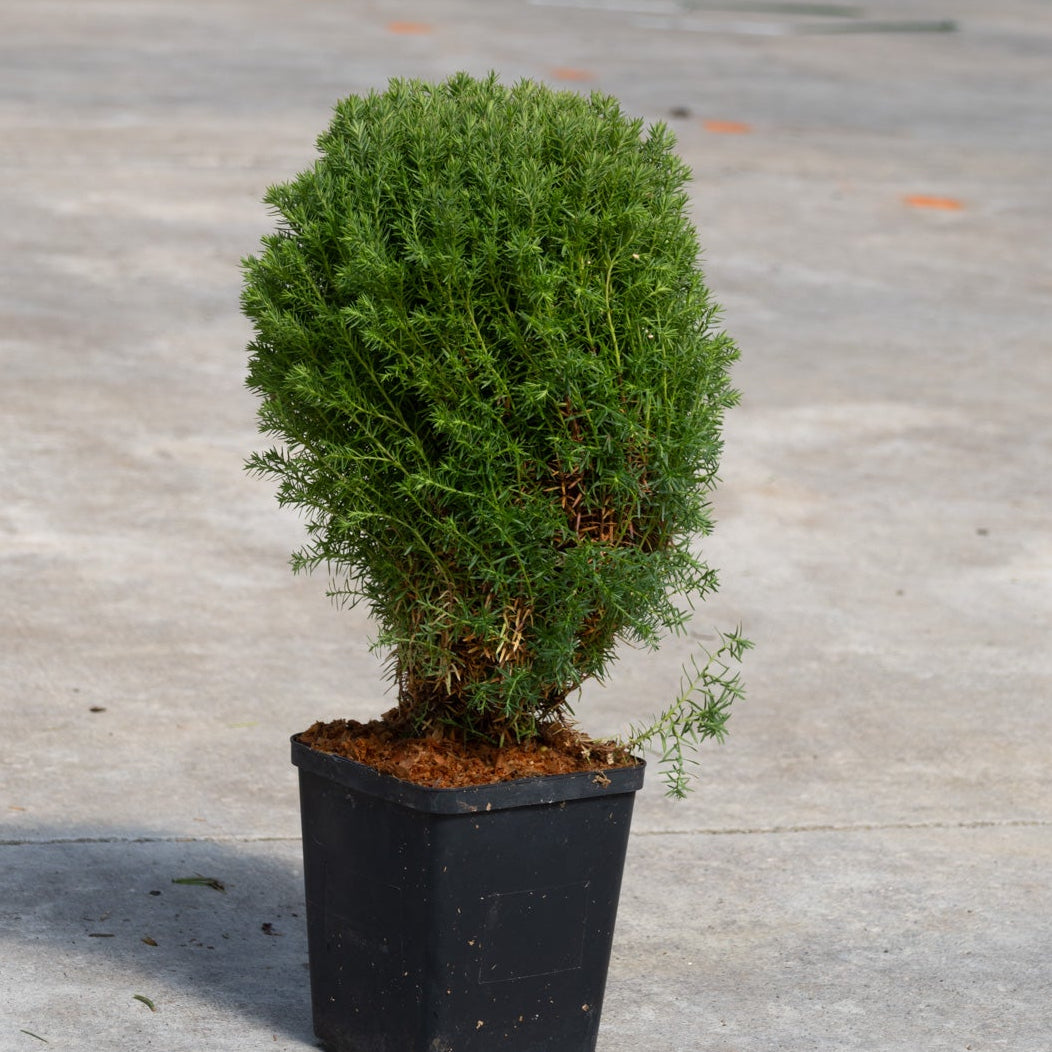 Teddy Dwarf Arborvitae in a black nursery container showing its dense, rounded mounding habit with fine-textured evergreen foliage.