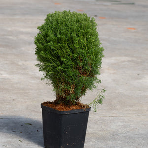 Teddy Dwarf Arborvitae in a black nursery container showing its dense, rounded mounding habit with fine-textured evergreen foliage.