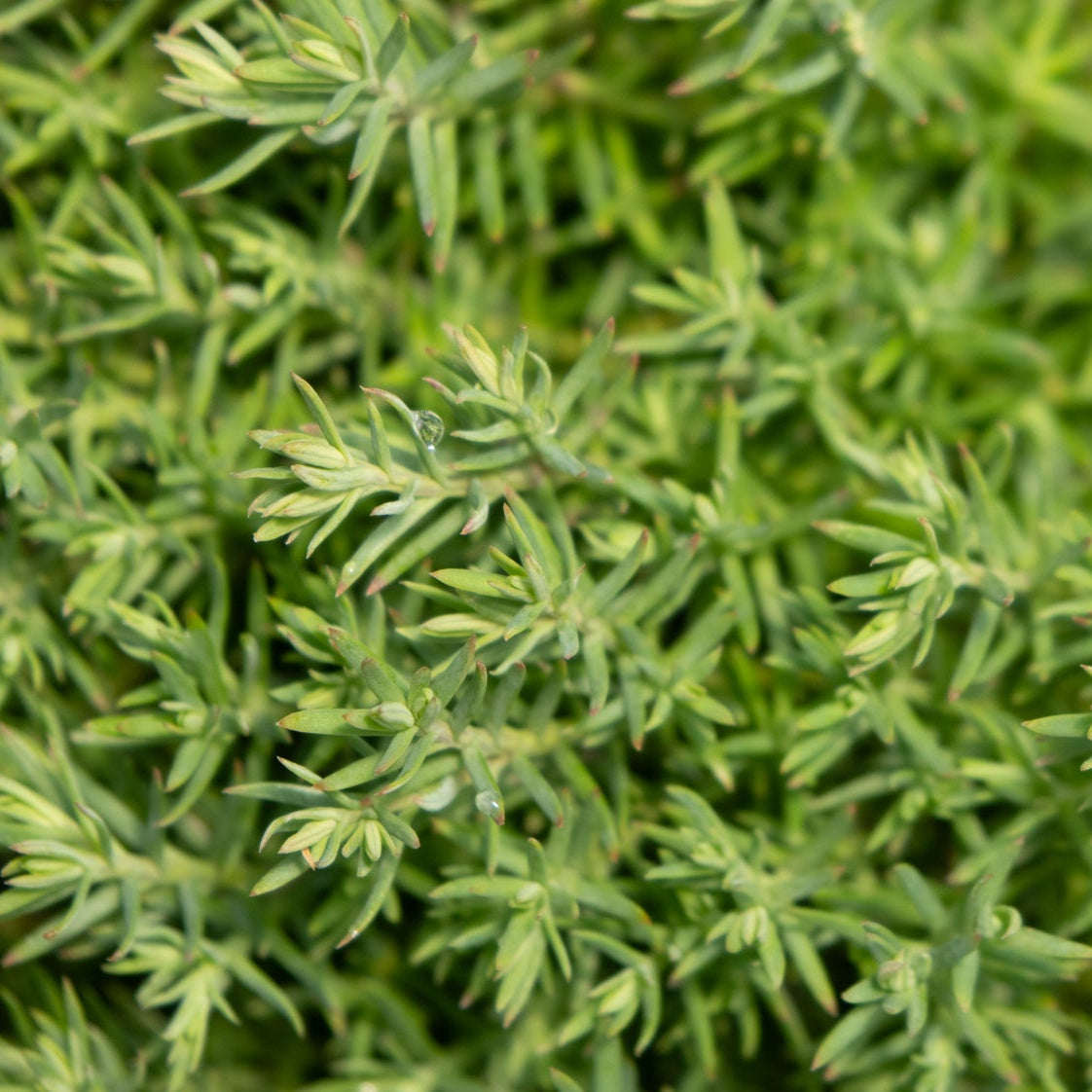 Close-up of Teddy Dwarf Arborvitae foliage showing dense, star-shaped green needle clusters with a single water droplet.