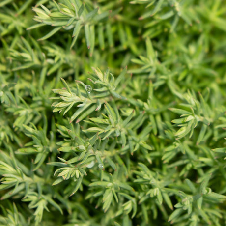 Close-up of Teddy Dwarf Arborvitae foliage showing dense, star-shaped green needle clusters with a single water droplet.