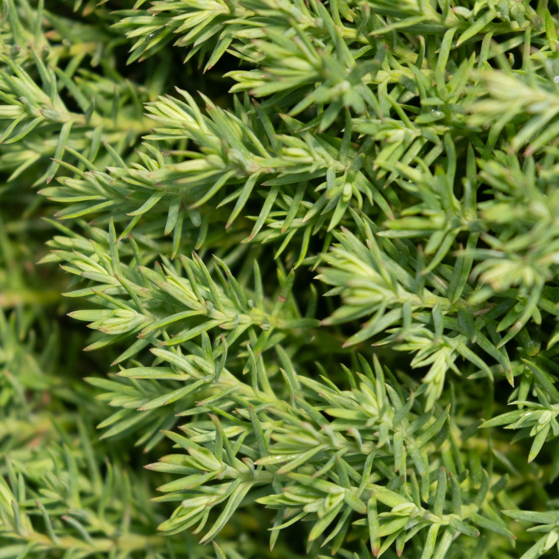 Close-up of Teddy Dwarf Arborvitae foliage showing dense, needle-like bright green sprays of Thuja occidentalis Teddy.