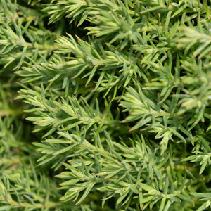 Close-up of Teddy Dwarf Arborvitae foliage showing dense, needle-like bright green sprays of Thuja occidentalis Teddy.