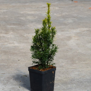 Standishii Golden Irish Yew in a black nursery container, showing its narrow upright habit and dense dark green foliage.