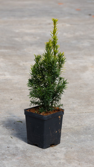 Taxus baccata Standishii Golden Irish Yew in a black nursery container, showing its narrow upright habit and golden-tipped foliage.