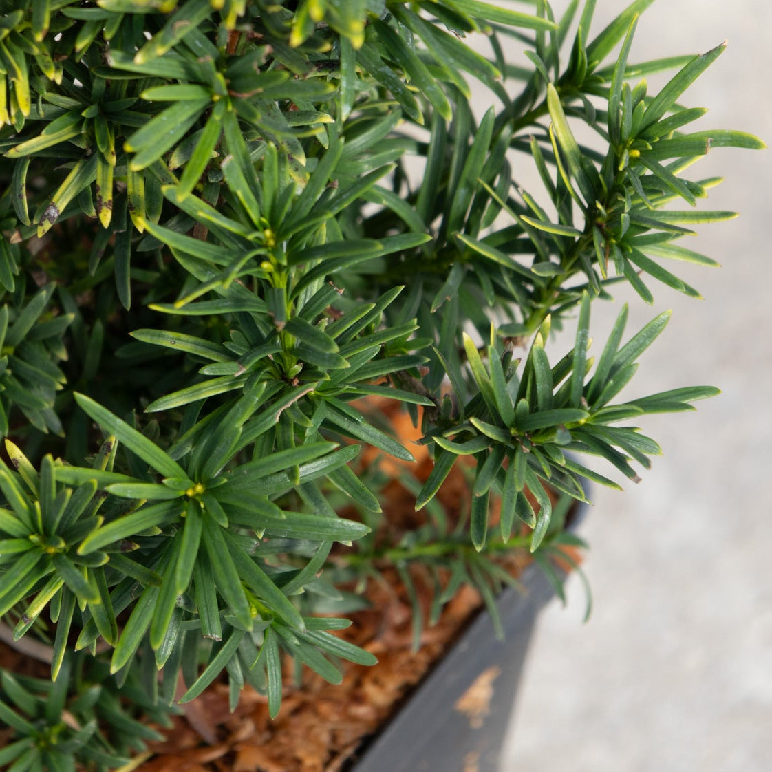 Standishii Golden Irish Yew dense dark green needle foliage displayed in a black nursery container.