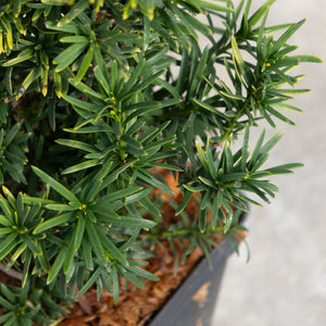 Standishii Golden Irish Yew dense dark green needle foliage displayed in a black nursery container.