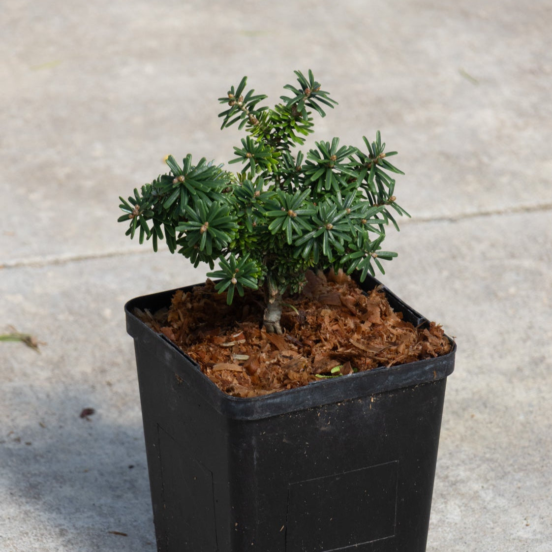 Cis Dwarf Korean Fir in a black nursery container showing dense dark green needle foliage and compact branching habit.