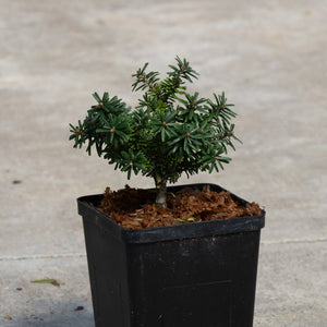 Cis Dwarf Korean Fir in a black nursery pot showing dense dark green needle foliage and compact spreading habit.
