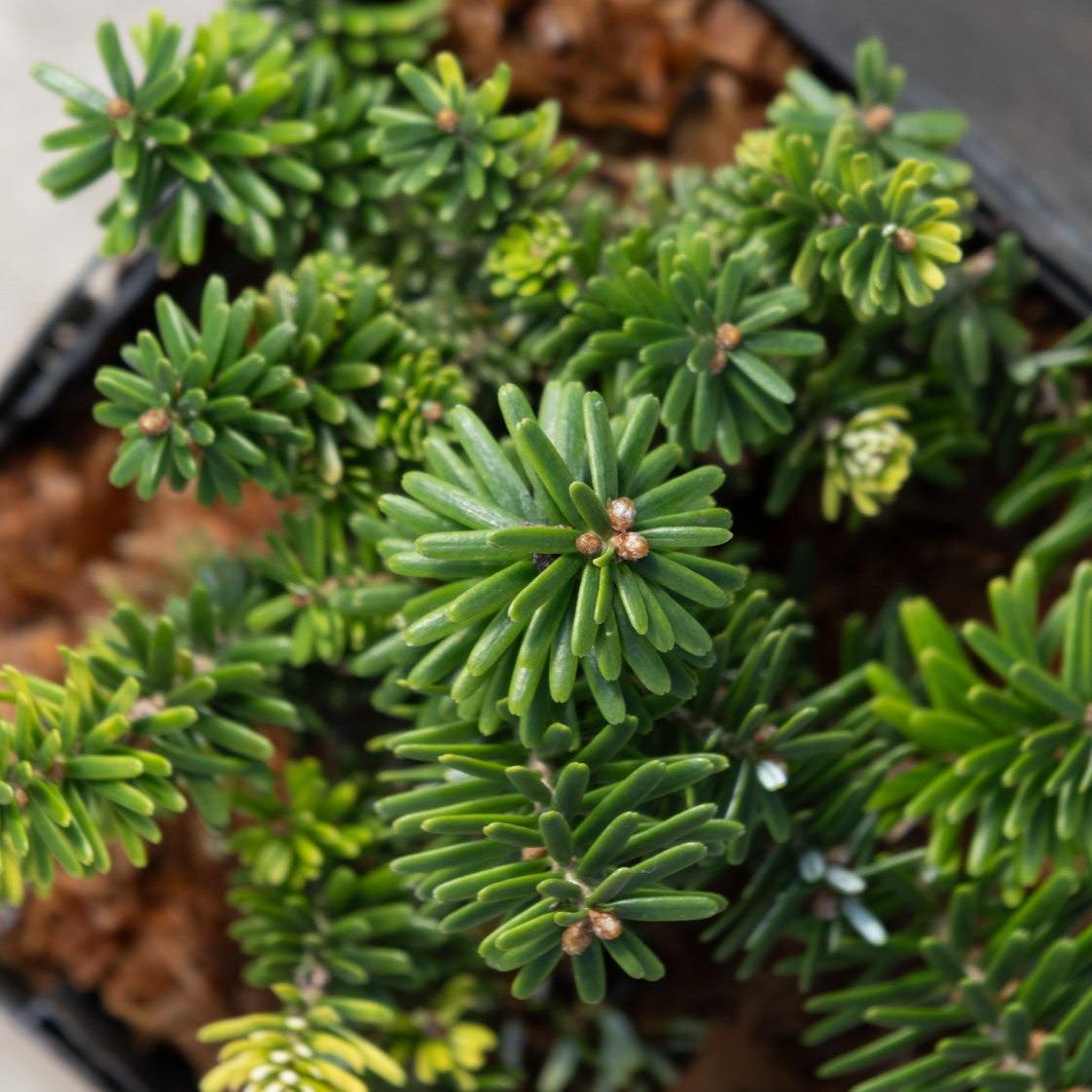 Cis Dwarf Korean Fir showing dense, radial clusters of dark green needles growing in a black nursery container.