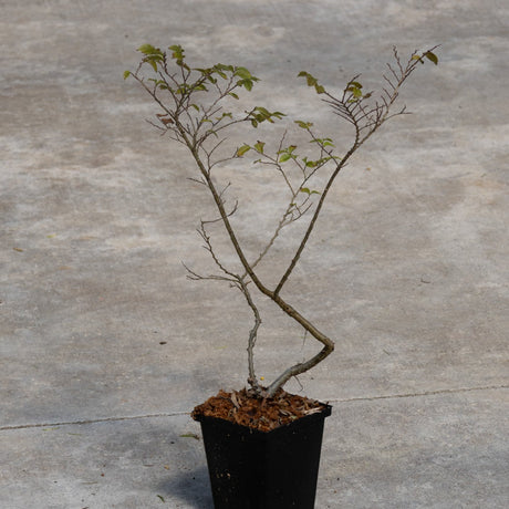 Jacqueline Hillier Dwarf Elm sapling in a black nursery container showing delicate branching structure with small green leaves.
