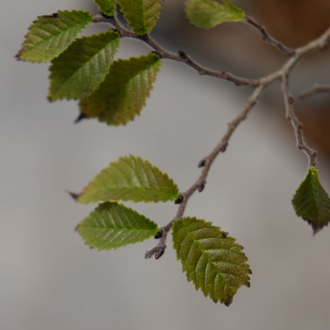 Close-up of Jacqueline Hillier Dwarf Elm branches showing small, serrated green leaves emerging in spring.