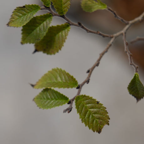 Close-up of Jacqueline Hillier Dwarf Elm branches showing small, serrated green leaves emerging in spring.