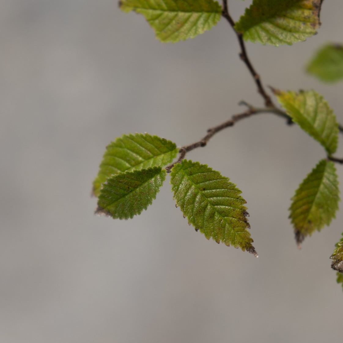 Close-up of Jacqueline Hillier Dwarf Elm foliage showing small, textured, serrated green leaves on a slender branch.