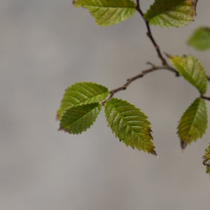 Close-up of Jacqueline Hillier Dwarf Elm foliage showing small, textured, serrated green leaves on a slender branch.