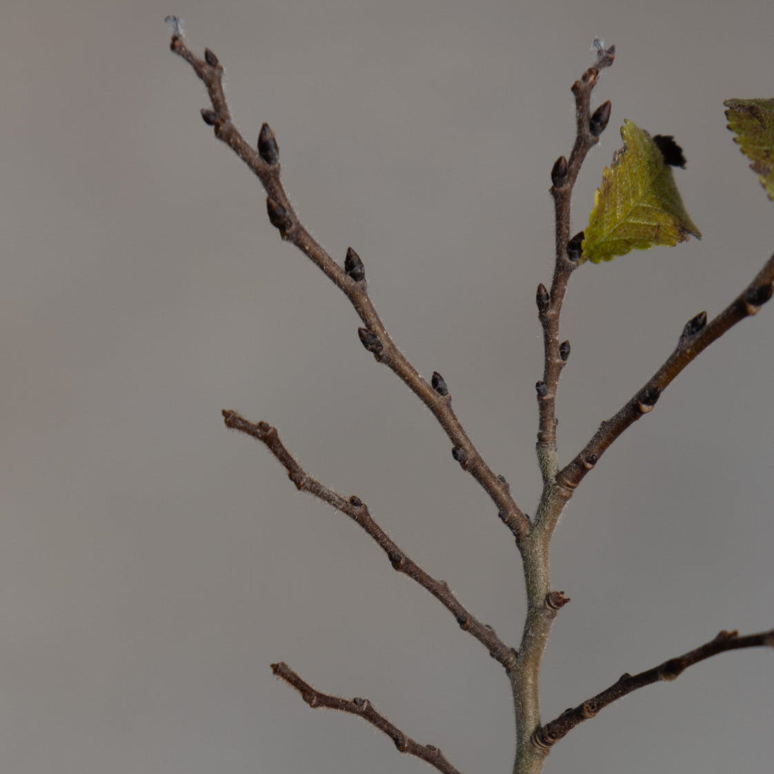 Jacqueline Hillier Dwarf Elm bare winter branches with small dark buds and a single remaining yellow-green leaf.