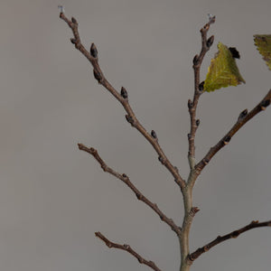 Jacqueline Hillier Dwarf Elm bare winter branches with small dark buds and a single remaining yellow-green leaf.