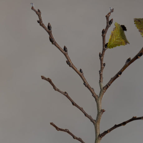 Jacqueline Hillier Dwarf Elm bare winter branches with small dark buds and a single remaining yellow-green leaf.