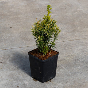 Dwarf Bright Gold Japanese Yew shrub in a black nursery container on concrete, showing dense needle foliage with golden tips.