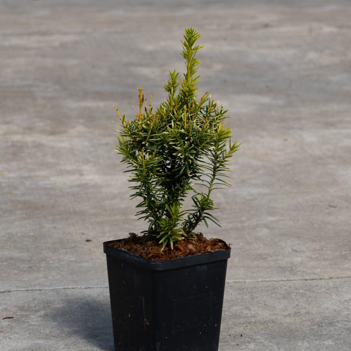 Dwarf Bright Gold Japanese Yew shrub in a black nursery container showing upright branching habit with golden-green needle foliage.