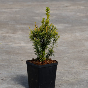 Dwarf Bright Gold Japanese Yew shrub in a black nursery container showing upright branching habit with golden-green needle foliage.