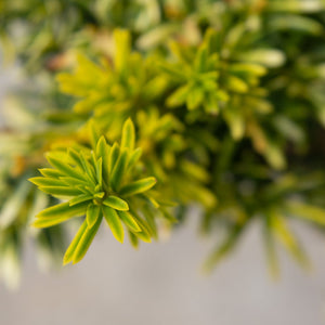 Dwarf Bright Gold Japanese Yew showing star-burst whorl of bright yellow-green needle foliage at a stem tip.