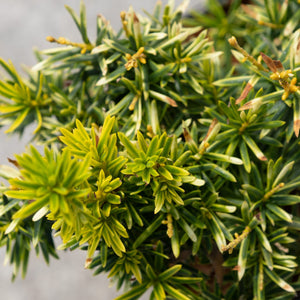 Dwarf Bright Gold Japanese Yew showing dense variegated green and yellow needle foliage with new golden growth tips.
