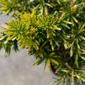 Dwarf Bright Gold Japanese Yew shrub showing dense golden-green variegated needle foliage in a nursery container.