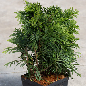 Grüne Kugel Dwarf Western Red Cedar in a black nursery pot showing dense, flat-sprayed dark green foliage.