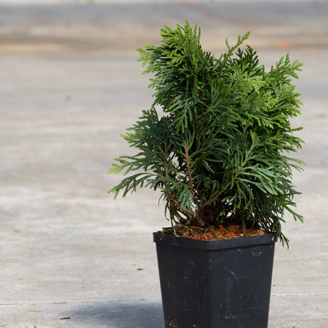 Grüne Kugel Dwarf Western Red Cedar in a black nursery container showing dense dark green scale-like foliage.