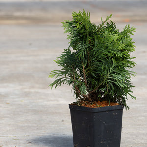 Grüne Kugel Dwarf Western Red Cedar in a black nursery container showing dense dark green scale-like foliage.