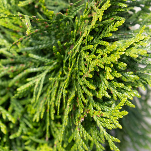Close-up of Thuja plicata Grüne Kugel dwarf western red cedar showing dense, scale-like bright green foliage.