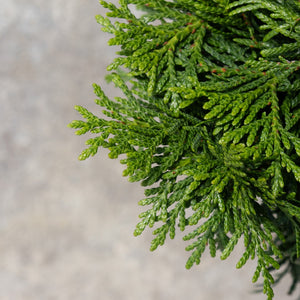 Close-up of Thuja plicata Grüne Kugel dwarf western red cedar showing dense, scale-like emerald green foliage.