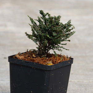 Hokkaido Dwarf Lacebark Elm in a black square nursery container showing dense branching and small dark green leaves.