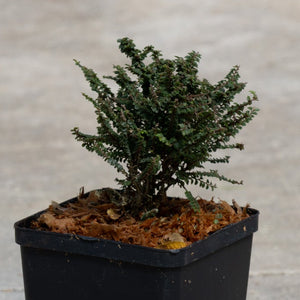 Hokkaido Dwarf Lacebark Elm growing in a black nursery pot, showing its dense, fine-textured dark green foliage and shrubby habit.