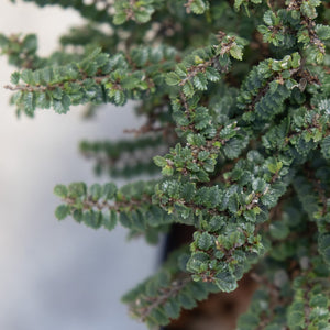 Hokkaido Dwarf Lacebark Elm showing dense, tiny dark green textured leaves along fine branching stems.