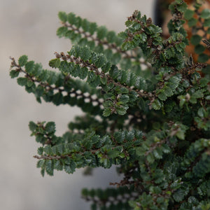 Hokkaido Dwarf Lacebark Elm showing dense, tiny dark green serrated leaves arranged along delicate branching stems.