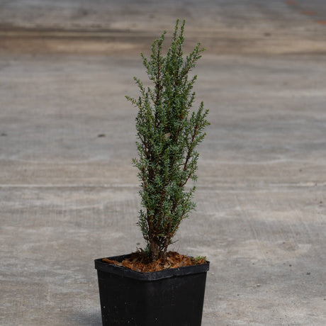 Miniature Common Juniper in a black nursery pot showing its narrow upright habit with blue-green needle foliage.