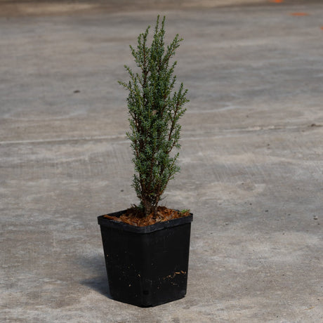 Miniature Common Juniper in a black nursery quart container, showing its narrow upright columnar habit with dense blue-green foliage.