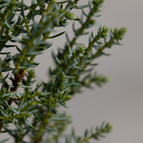 Close-up of Miniature Common Juniper showing dense blue-green needle foliage and small emerging buds on layered branches.