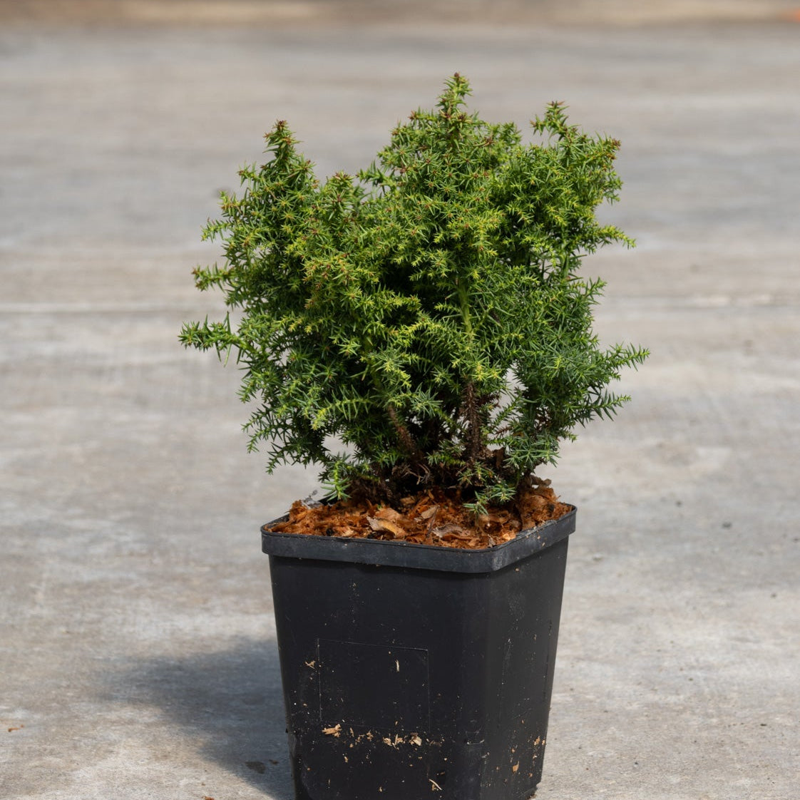 Compact dwarf conifer shrub with dense prickly green foliage growing in a black nursery pot on a concrete surface.