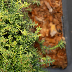 Close-up of dense low-growing juniper or heather groundcover foliage next to wood chip mulch in a garden bed.